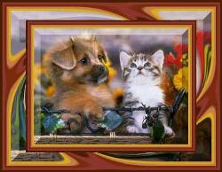 kitty and puppy - cute kitty and puppy