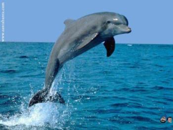 dolphins - dolphins on national geographic channel.