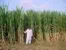 sugarcane field - the discussion sponsor wishes for sugarcane farming and I wish him all the luck.
