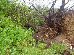 After The Storm - This is a uprooted tree after we had a big storm.