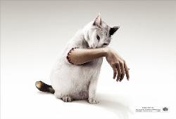 cat, amazing, hand  - cat, amazing, hand 
