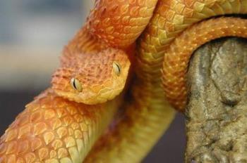 snake - snake