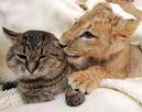 lion and cat - lion and cat