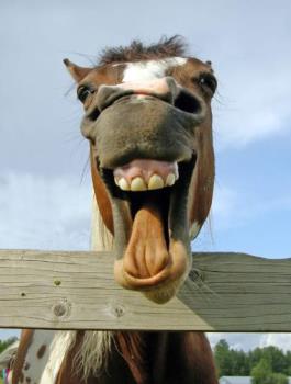 Hahaha - horse laughing