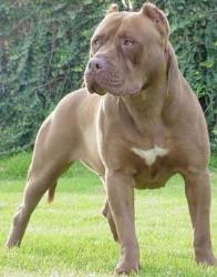 American Pitbull Terrier - American Pitbull Terrier