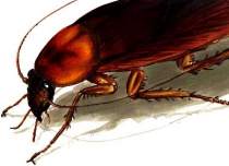 cockroachs - cockroachs