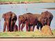 elephants after bath - Picture taken at Mysore zoo