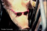 Isn&#039;t he cute? - Do they do LASIK on pigs?