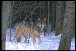 gray wolf - gray wolf in the snow, on the prawl.