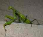 preying mantis - wonderful creatures that took up living in our trailer this summer and we had a great time watching them feed on the flying insects in our home.  Insteresting and so fascinating.