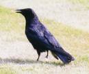 crow - crow
