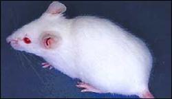 Cute Mousey - Cute little white mouse