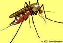Mosquito - mosquito