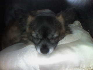 My Dog - Here is the sweet little Fellow he is my Baby and he is a Mummies Dog lol 
