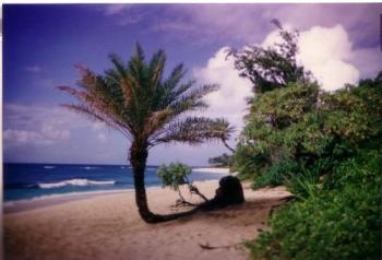 Hawaii - On the island of Oahu, Hawaii.