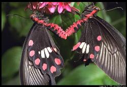 butterflies - I love butterflies as they&#039;er so colourful and so im showinn it to u guys!!
