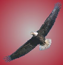 eagle - eagle