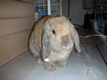 Lop Earred Rabbit - A cute rabbit I found.