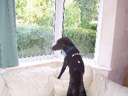 Security Guard!!! - My dog, Zak in his security t-shirt.