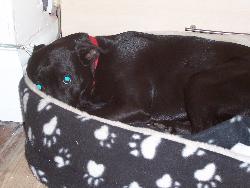 Millie, my dog. - Millie, my dog hiding in her bed.