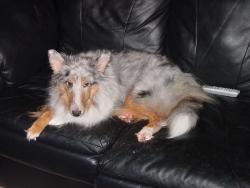 My sheltie. - My sheltie.  I woke her up for the picture so she is not super happy.