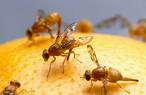 Fruit Fly - Fruit Fly