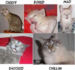 cat expressions - cat expressions