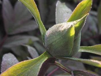 Peony in bud: Olympus C2040Z - Peony in bud. Cherry Hinton Hall, Cambridge