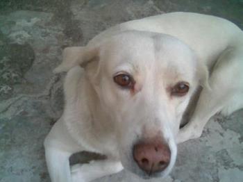One of my pet - One of my pet.a female dog named Rosy.