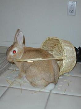 Basket Chewer - Sunny the rabbit chewing up a basket, notice shreds of basket!