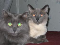 Simon and Tasia - My two gorgeous cats!