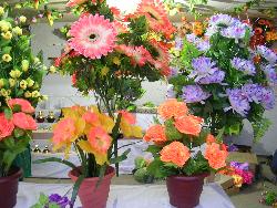 Flowers at flower show - Picture taken at Flower show at Mysore