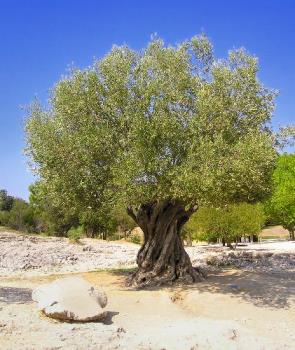 olive tree - olive trees