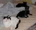cats on our bed - we have minor problems with our cats waking us up and so are not surprises that others do have problems larger than ours.  cats are amazing at maniupulating things larger than themselves.