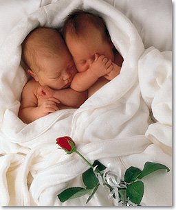 Twin babies - Twins Sleeping on a white cotton garments with roses