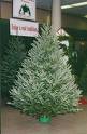 pine tree - this is an image of a real pine christmas tree