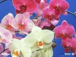 cool - orchid