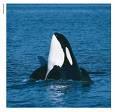 Whales - I think that whales are the most amazing sea creature.