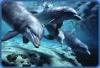 dolphins  - dolphin&#039;s swimming together