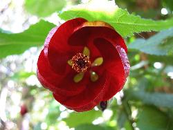 red flower - flower red flower - flower