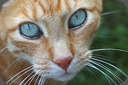 Cats - Picture of a cat that looks just like the two I have at home. Both are orange and have the same stripes on their tails