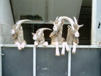 Goats - Goats I met on holiday, gotta love &#039;em!