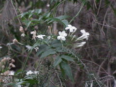 Jasmine or Chambeli - Jasmine