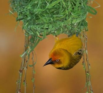 Another Cape Weaver - Another Cape Weaver