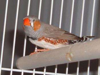 zebra finch - Male Zebra finch