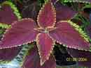 coleus - one plant that is easy to get and care for and make more of