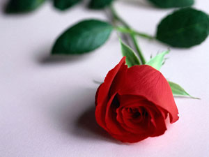 red rose - red rose