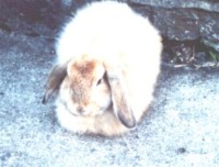 rabbit - rabbit