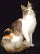 big cat! - cat! big cat! - cat!
