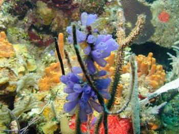 Blue Bell Tunicate - Blue Bell Tunicate